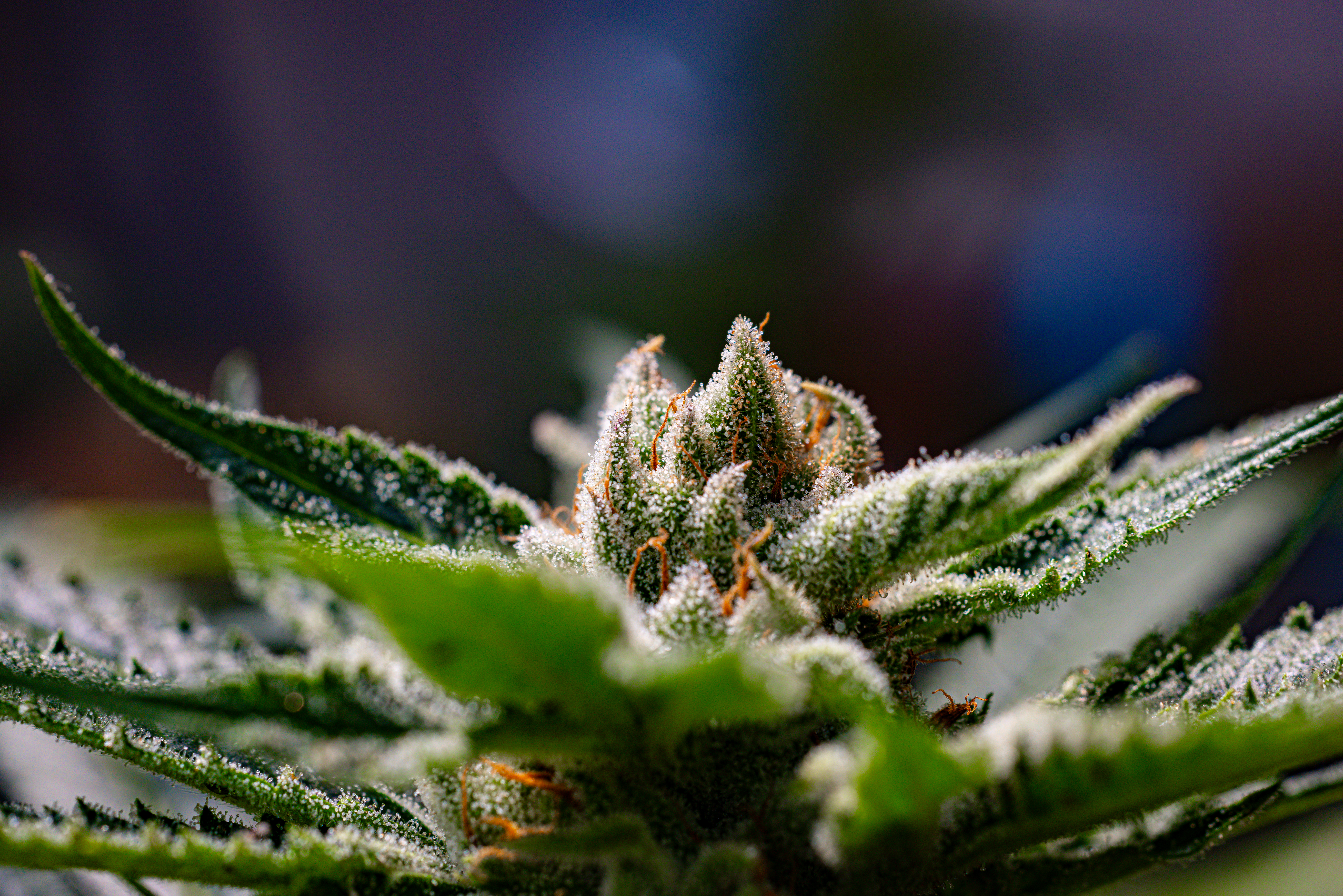 Cannabis greenhouse macro photography by VMG Macro